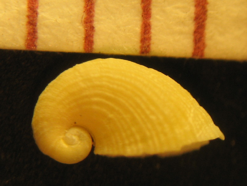 Capulus hungaricus